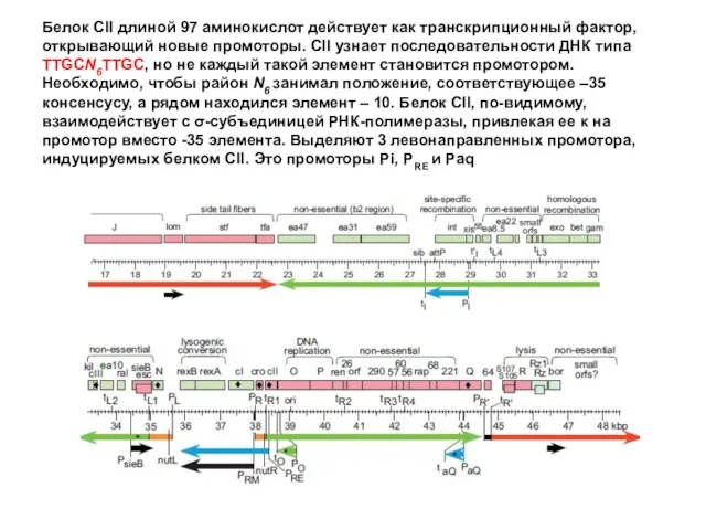 Белок CII длиной 97 аминокислот действует как транскрипционный фактор, открывающий новые