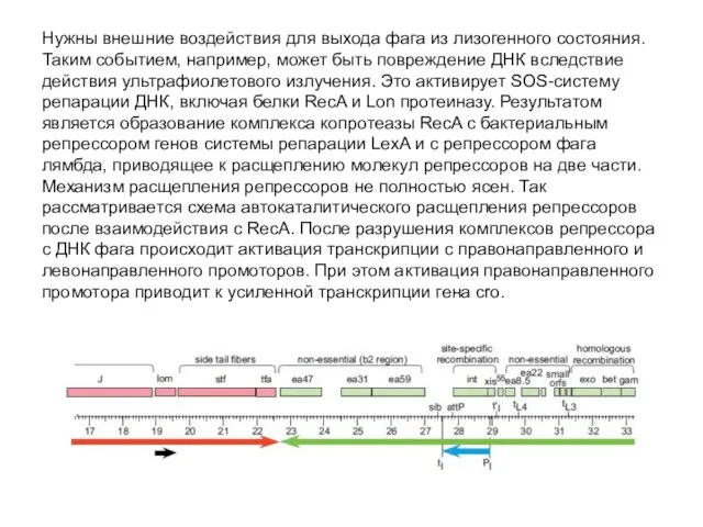 Нужны внешние воздействия для выхода фага из лизогенного состояния. Таким событием,