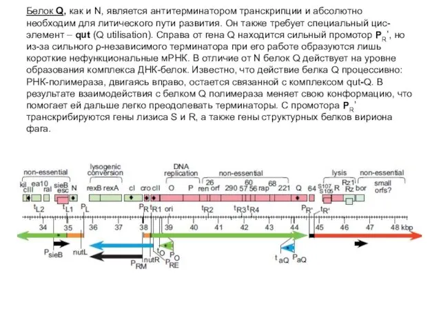 Белок Q, как и N, является антитерминатором транскрипции и абсолютно необходим