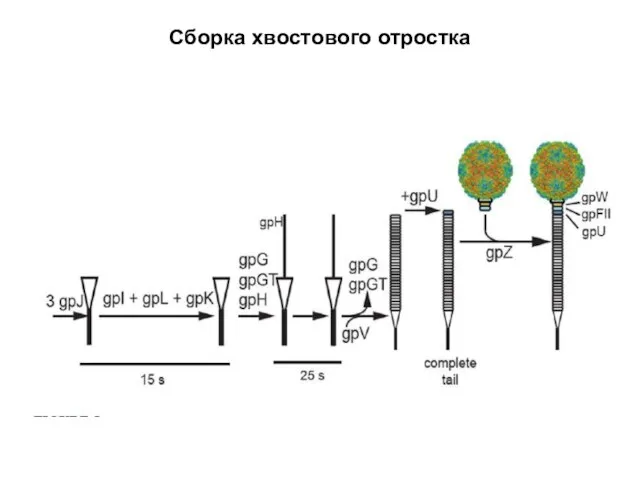 Сборка хвостового отростка