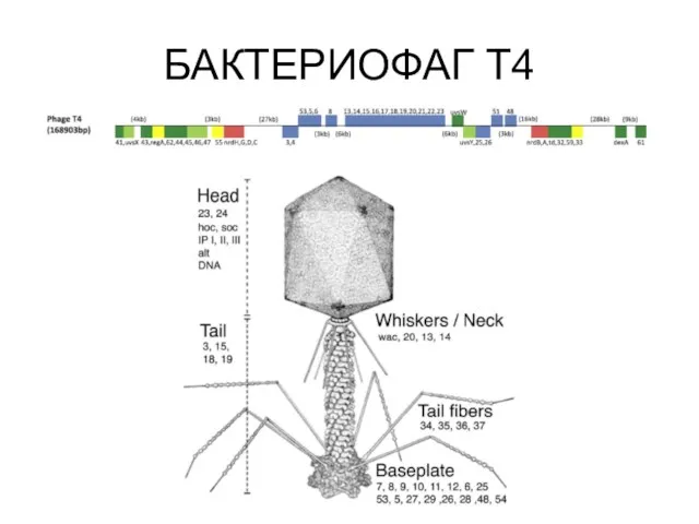 БАКТЕРИОФАГ Т4