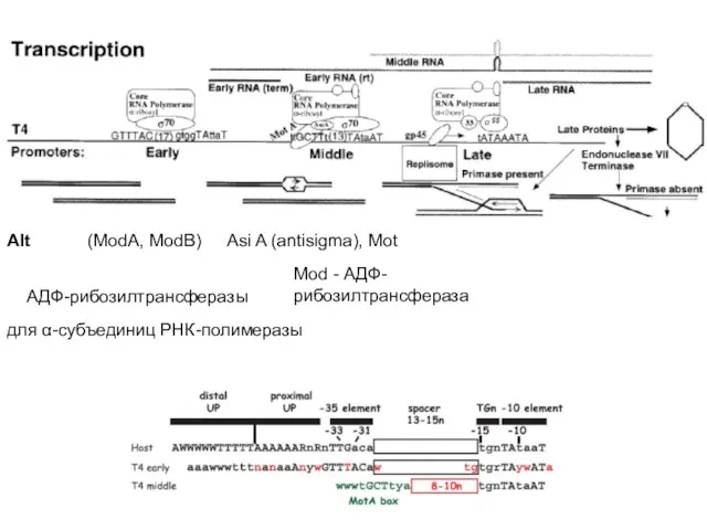 Alt (ModA, ModB) АДФ-рибозилтрансферазы для α-субъединиц РНК-полимеразы Asi A (antisigma), Mot Mod - АДФ-рибозилтрансфераза