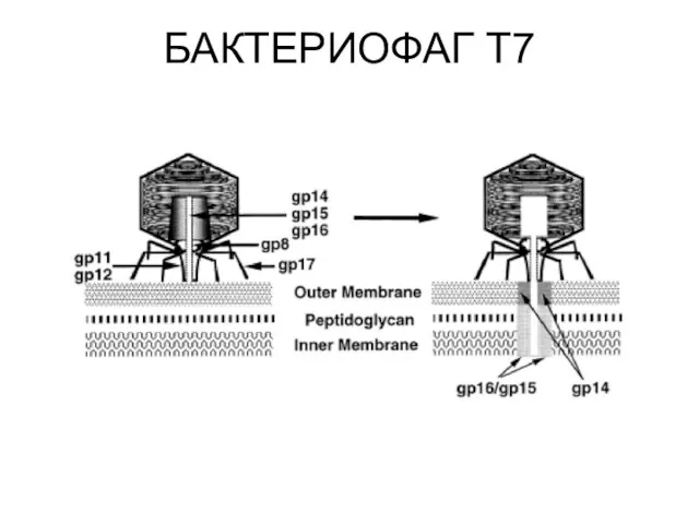 БАКТЕРИОФАГ Т7