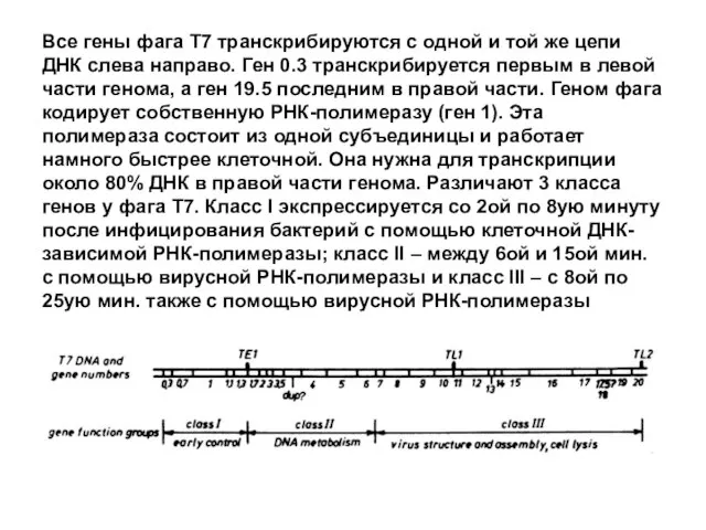 Все гены фага Т7 транскрибируются с одной и той же цепи