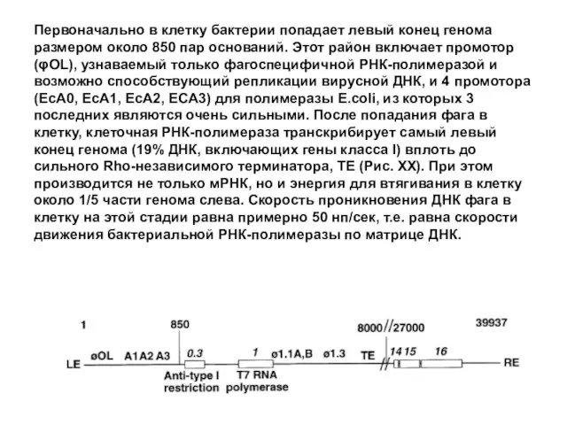 Первоначально в клетку бактерии попадает левый конец генома размером около 850