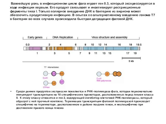 Важнейшую роль в инфекционном цикле фага играет ген 0.3, который экспрессируется