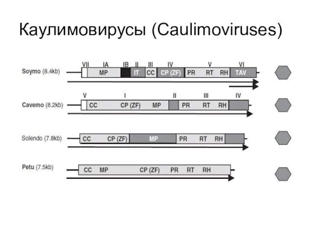 Каулимовирусы (Caulimoviruses)