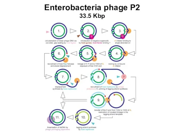 Enterobacteria phage P2 33.5 Kbp