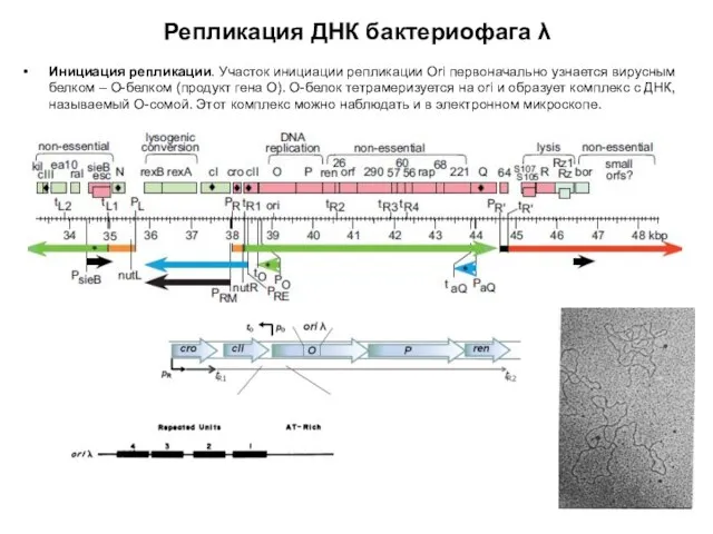 Репликация ДНК бактериофага λ Инициация репликации. Участок инициации репликации Ori первоначально