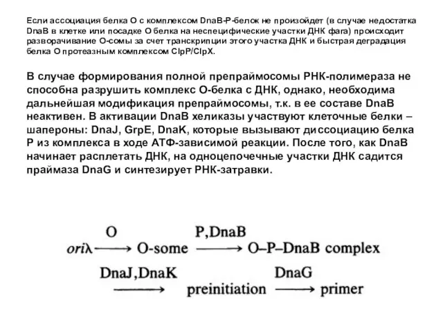 Если ассоциация белка О с комплексом DnaB-Р-белок не произойдет (в случае