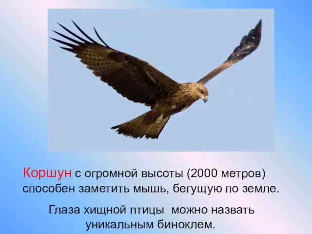 Глаза хищной птицы можно назвать уникальным биноклем. Коршун с огромной высоты