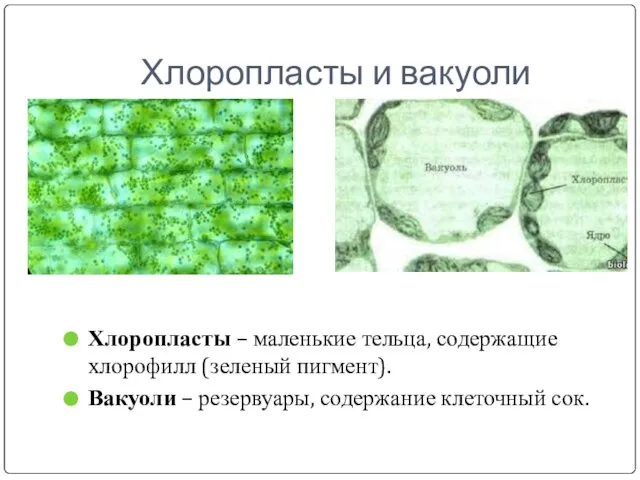 Хлоропласты и вакуоли Хлоропласты – маленькие тельца, содержащие хлорофилл (зеленый пигмент).
