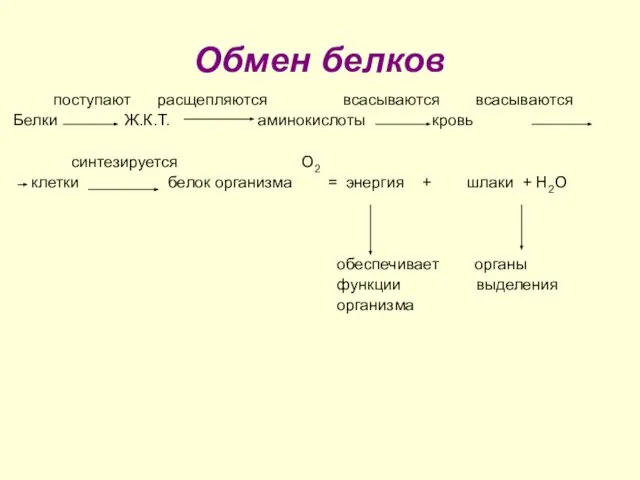 Обмен белков поступают расщепляются всасываются всасываются Белки Ж.К.Т. аминокислоты кровь синтезируется