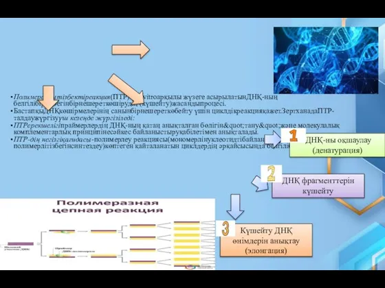 Полимераздытізбектіреакция(ПТР) –in vitroарқылы жүзеге асырылатынДНҚ-ның белгілібіртізбегінбірнешереткөшірудің (күшейту)жасандыпроцесі. БастапқыДНҚкөшірмелерінің санынбірнешереткөбейту үшін циклдікреакцияқажет.ЗертханадаПТР-талдаужүргізуүш