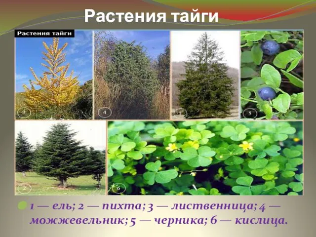 Растения тайги 1 — ель; 2 — пихта; 3 — лиственница;