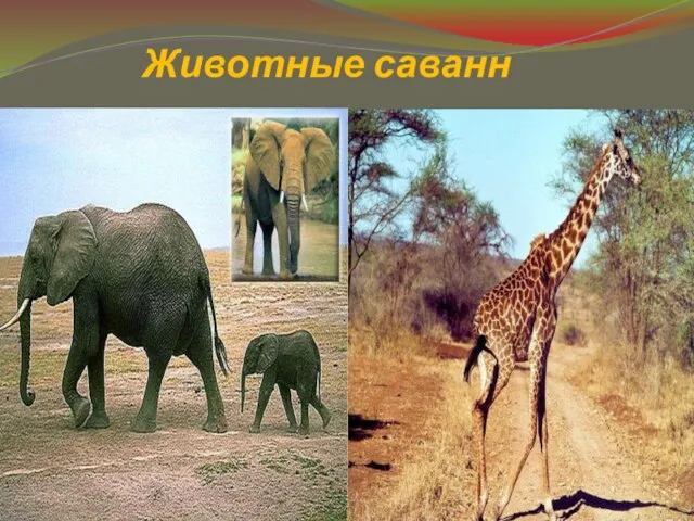 Животные саванн