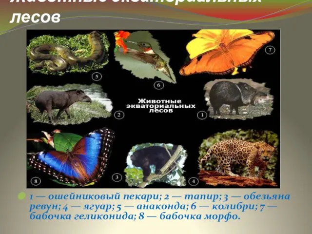 Животные экваториальных лесов 1 — ошейниковый пекари; 2 — тапир; 3