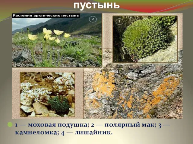 1 — моховая подушка; 2 — полярный мак; 3 — камнеломка;