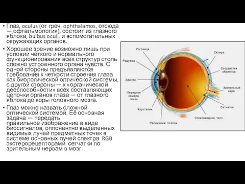 Глаз, oculus (от греч. ophthalamos, отсюда — офтальмология), состоит из глазного