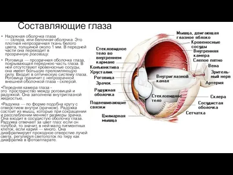 Составляющие глаза Наружная оболочка глаза — склера, или белочная оболочка. Это