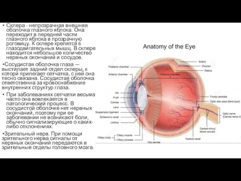 Склера - непрозрачная внешняя оболочка глазного яблока. Она переходит в передней