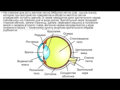 На глазном дне есть желтое пятно (Жёлтое пятно́ (лат. macula lutea)),