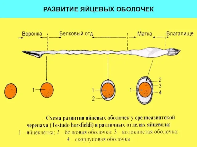 РАЗВИТИЕ ЯЙЦЕВЫХ ОБОЛОЧЕК