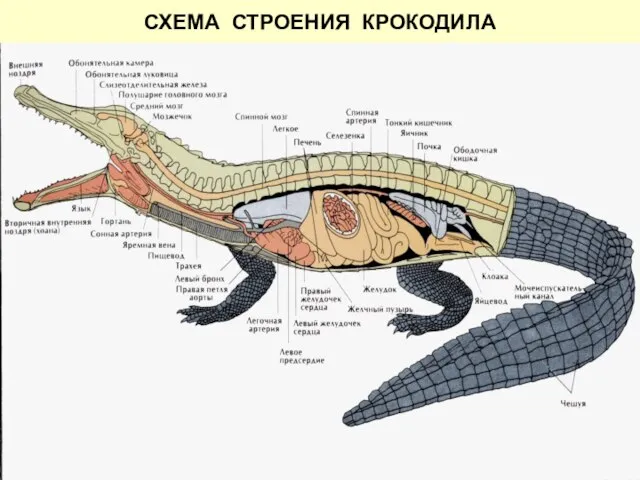 СХЕМА СТРОЕНИЯ КРОКОДИЛА