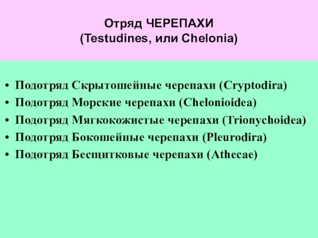 Отряд ЧЕРЕПАХИ (Testudines, или Chelonia) Подотряд Скрытошейные черепахи (Cryptodira) Подотряд Морские