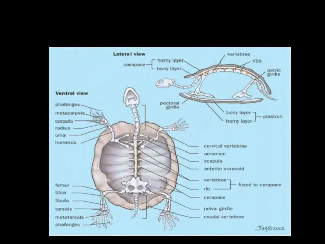 Скелет черепахи