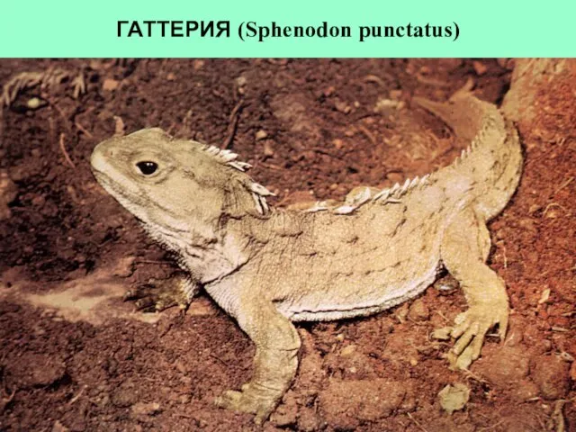 ГАТТЕРИЯ (Sphenodon punctatus)