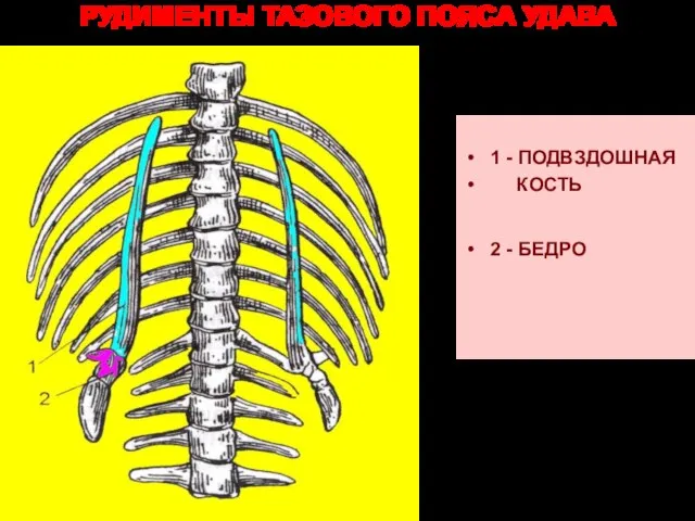 РУДИМЕНТЫ ТАЗОВОГО ПОЯСА УДАВА 1 - ПОДВЗДОШНАЯ КОСТЬ 2 - БЕДРО