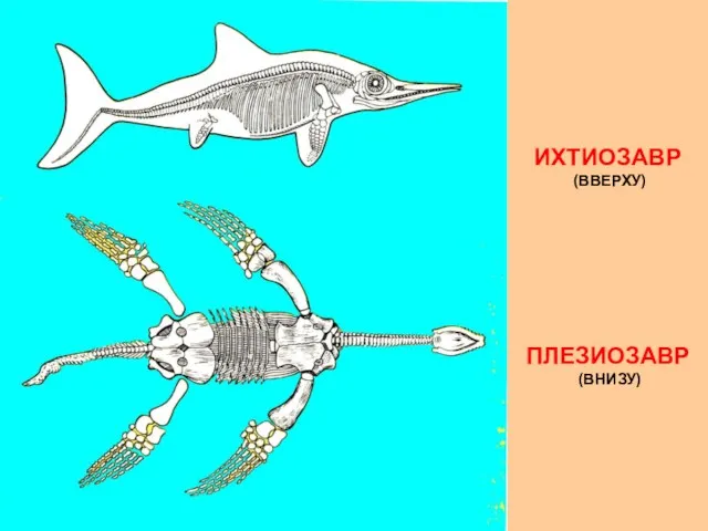 ИХТИОЗАВР (ВВЕРХУ) ПЛЕЗИОЗАВР (ВНИЗУ)