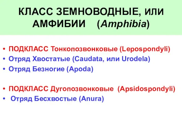 КЛАСС ЗЕМНОВОДНЫЕ, ИЛИ АМФИБИИ (Amphibia) ПОДКЛАСС Тонкопозвонковые (Lepospondyli) Отряд Хвостатые (Caudata,