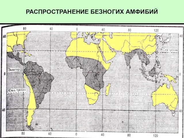 РАСПРОСТРАНЕНИЕ БЕЗНОГИХ АМФИБИЙ