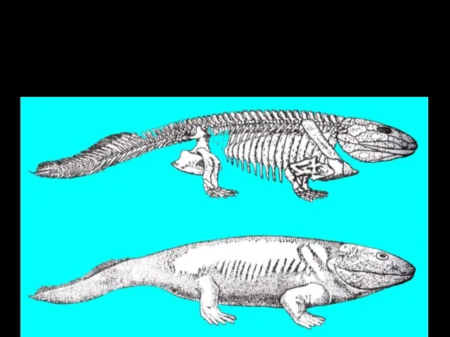 Первое земноводное-стегоцефал — ихтиостега больше походило на рыбу, чем на первобытное четвероногое животное. Происхождение