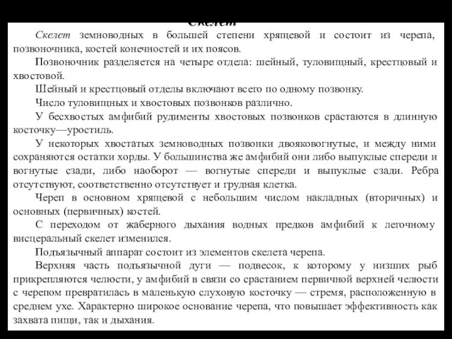 Скелет земноводных в большей степени хрящевой и состоит из черепа, позвоночника,