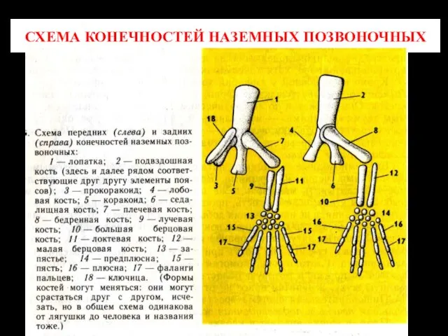 СХЕМА КОНЕЧНОСТЕЙ НАЗЕМНЫХ ПОЗВОНОЧНЫХ