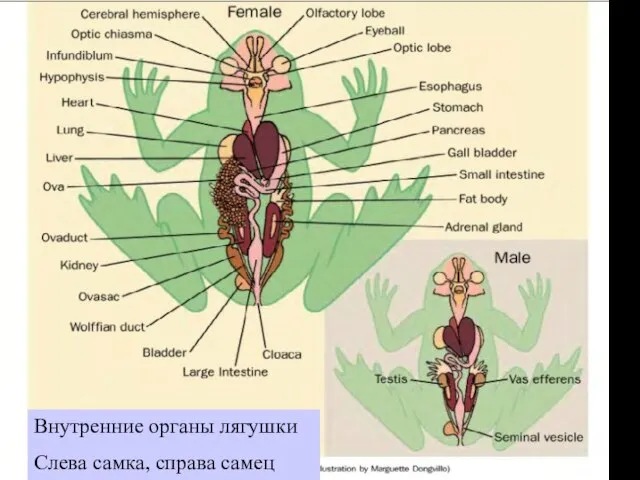 Внутренние органы лягушки Слева самка, справа самец