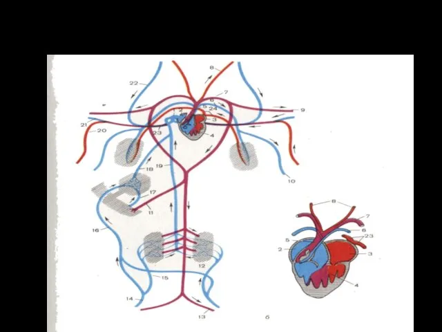СХЕМА КРОВЕНОСНОЙ СИСТЕМЫ И СЕРДЦА АМФИБИЙ