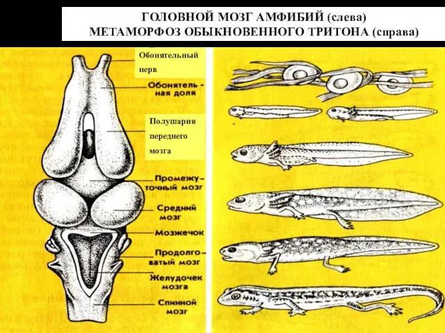 ГОЛОВНОЙ МОЗГ АМФИБИЙ (слева) МЕТАМОРФОЗ ОБЫКНОВЕННОГО ТРИТОНА (справа) Полушария переднего мозга Обонятельный нерв