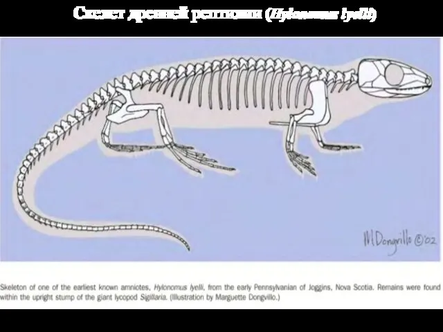 Скелет древней рептилии (Hylonomus lyelli)