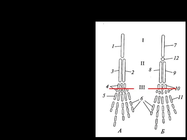 Пояса и свободные конечности: Полное окостенение поясов Особый тип суставов в