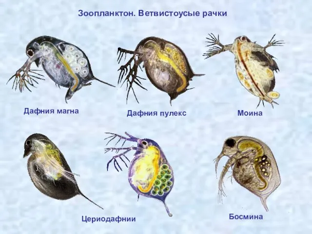 Зоопланктон. Ветвистоусые рачки Дафния магна Дафния пулекс Моина Цериодафнии Босмина