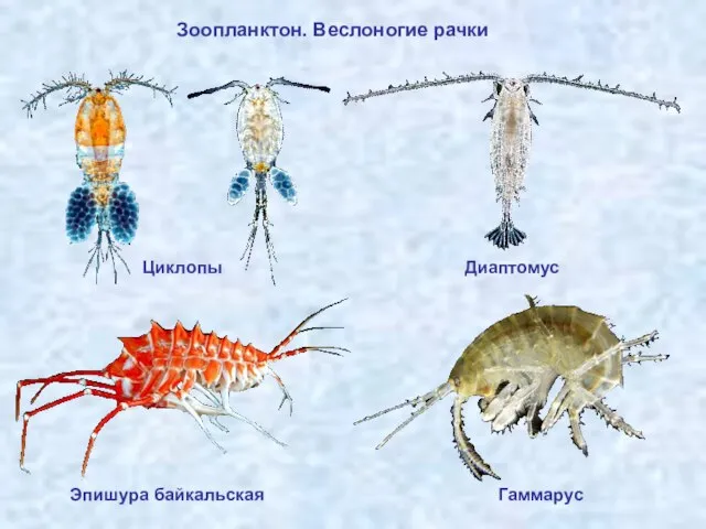 Зоопланктон. Веслоногие рачки Циклопы Диаптомус Гаммарус Эпишура байкальская