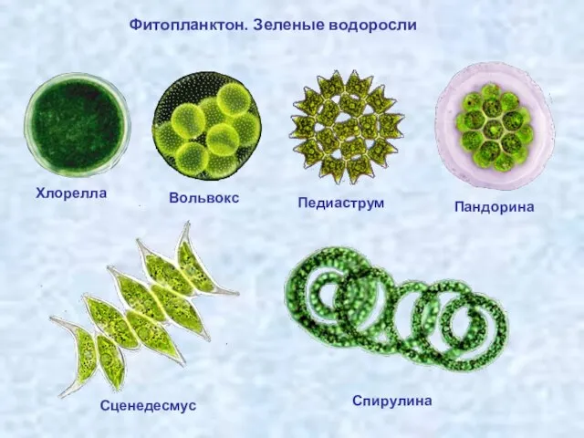 Фитопланктон. Зеленые водоросли Хлорелла Вольвокс Педиаструм Пандорина Сценедесмус Спирулина