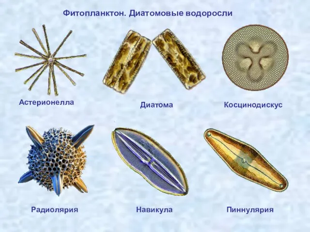 Фитопланктон. Диатомовые водоросли Астерионелла Диатома Косцинодискус Навикула Радиолярия Пиннулярия