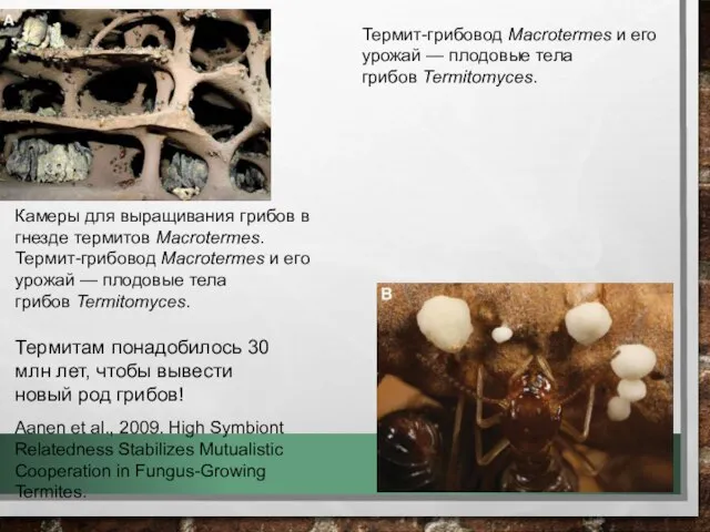 Термит-грибовод Macrotermes и его урожай — плодовые тела грибов Termitomyces. Камеры