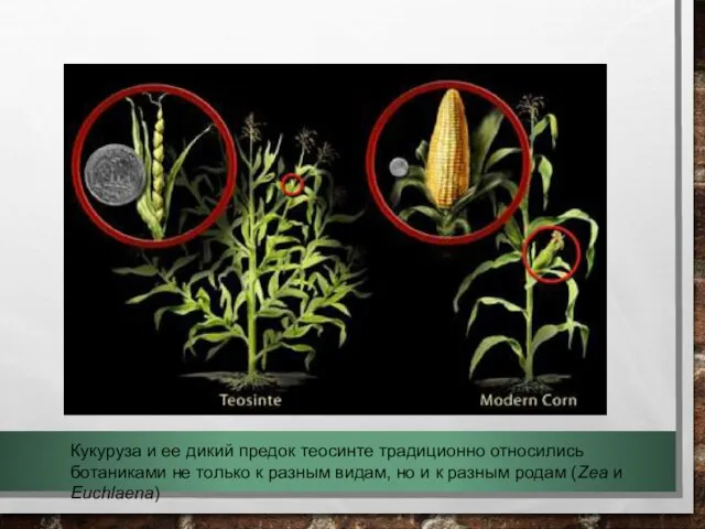 Кукуруза и ее дикий предок теосинте традиционно относились ботаниками не только