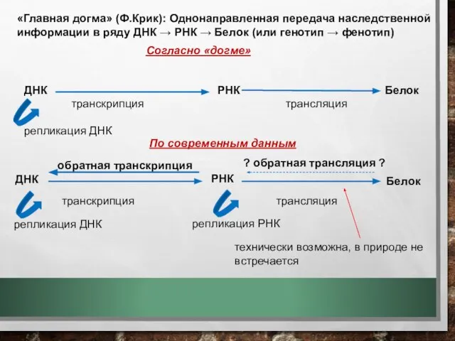 «Главная догма» (Ф.Крик): Однонаправленная передача наследственной информации в ряду ДНК →